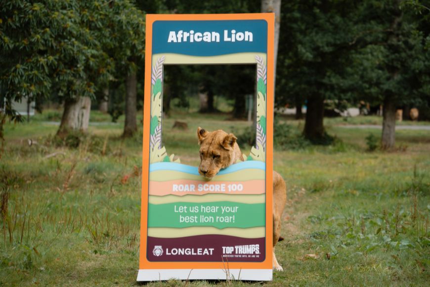 Lion Top Trumps at Longleat 